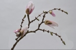 Magnolia tak roze lt 60 cm